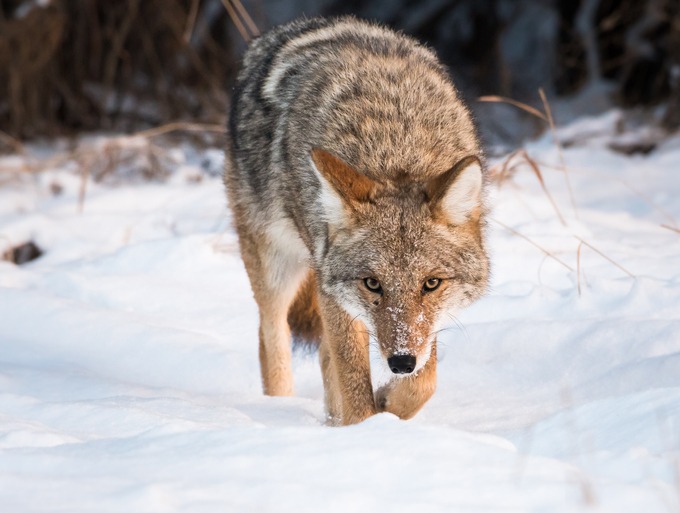 All City Animal Trapping Podcast